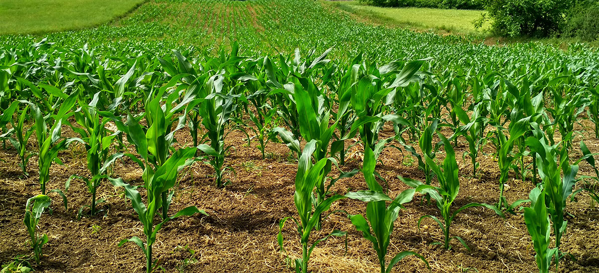 Climate-resilient agriculture